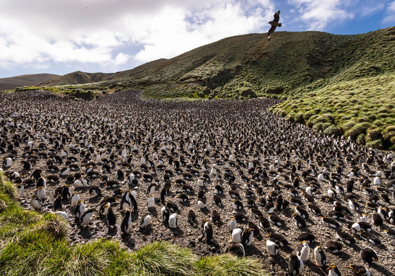 Macquarie Island, Australia Macquarie Island, Australia