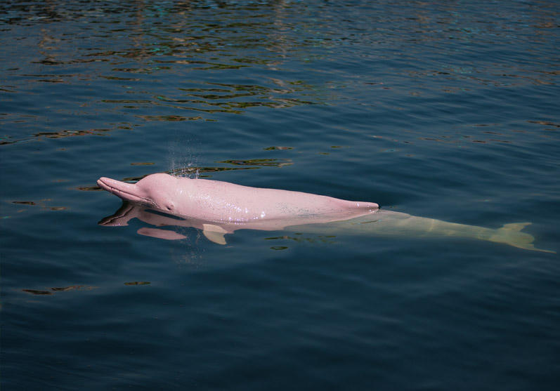 Amazon River Dolphin Amazon River Dolphin