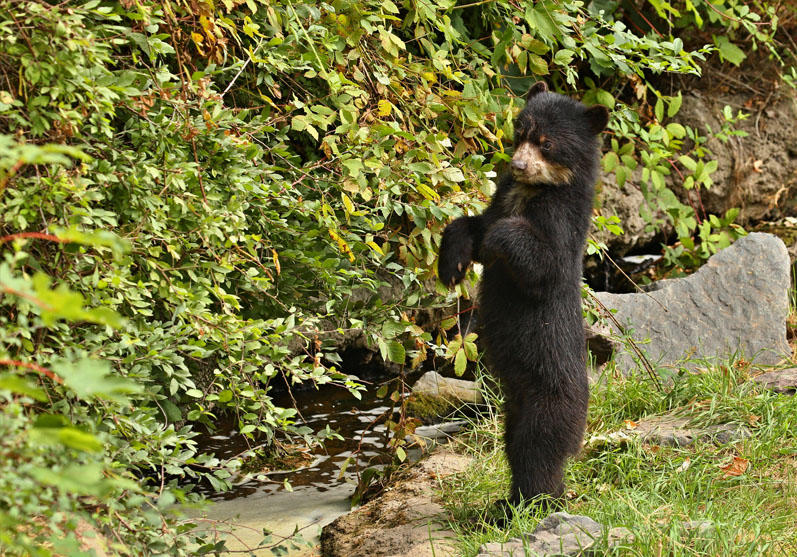 Spectacled Bear Spectacled Bear