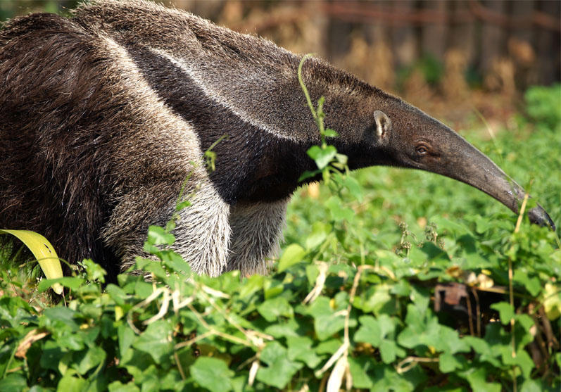Giant Anteater Giant Anteater