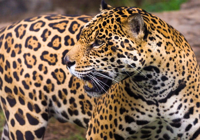 Jaguar Jaguar