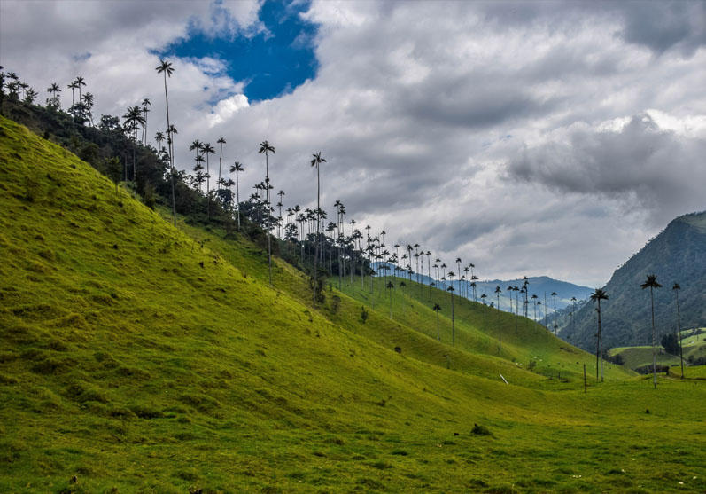 Palma de Cera Palma de Cera