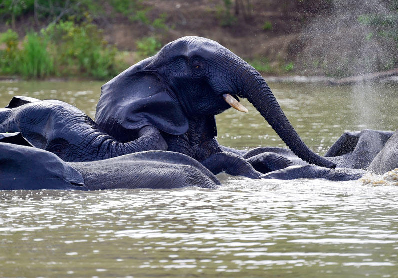 Mole National Park Mole National Park