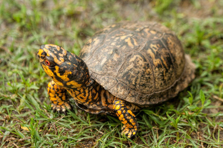 box-turtle-alabama box-turtle-alabama