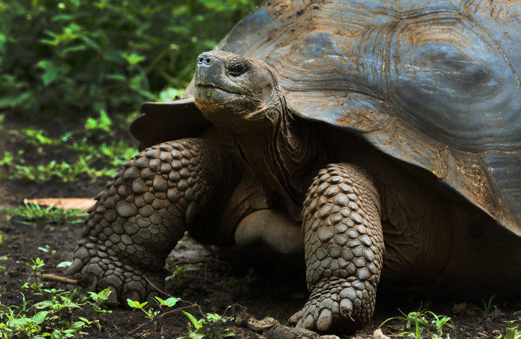 giant-tortoise-galapagos giant-tortoise-galapagos