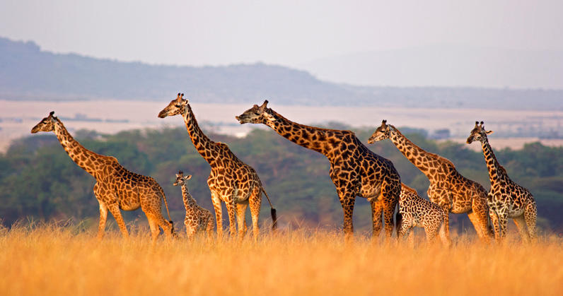 giraffes.jpg