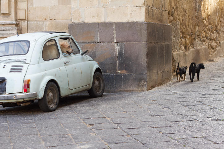Dog in VW in Italy Dog in VW in Italy