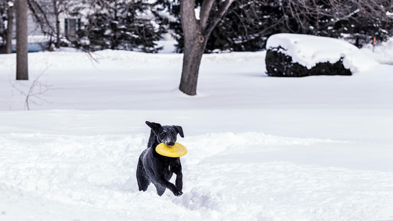 Dog in snow with frisbee Dog in snow with frisbee