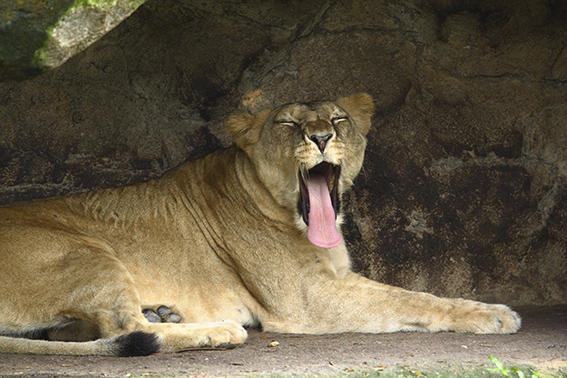 lion-sitcking-tongue lion-sitcking-tongue