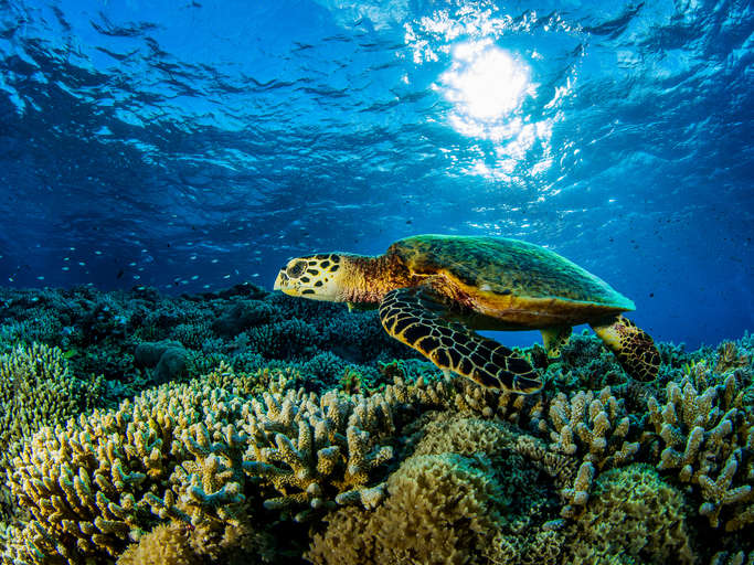 philippines-turtle philippines-turtle