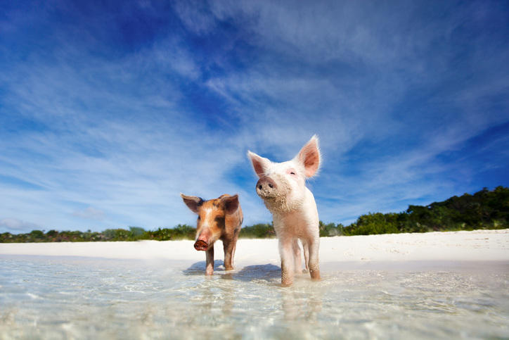 pig-beach
