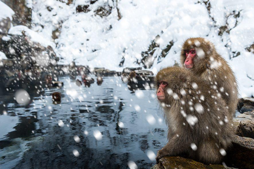 snow-monkeys-japan snow-monkeys-japan